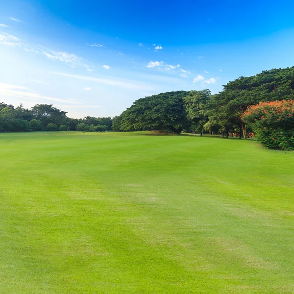 Зеленая трава и деревья в красивом парке под голубым небом — стоковое фото