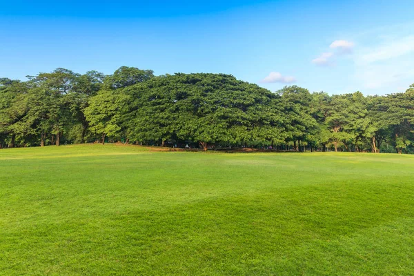 Grönt gräs och träd i vacker park under blå himmel — Stockfoto