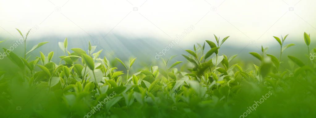 Fresh tea leaves in morning on tea plantation field