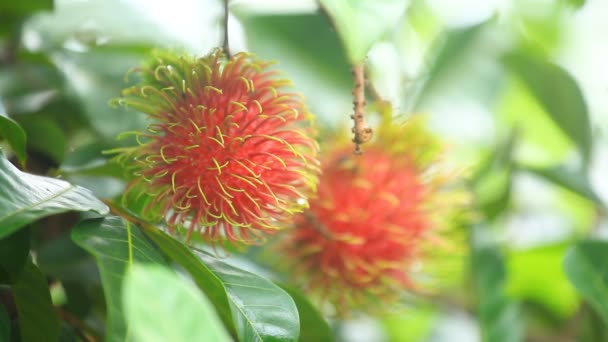 Granja de rambutan, frutas de rambutan en el árbol — Vídeo de stock