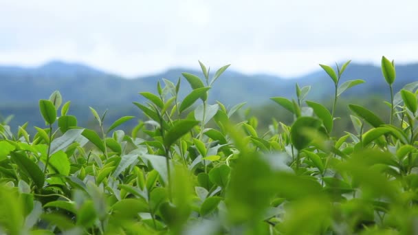 Frische Teeblätter am Morgen auf dem Feld der Teeplantage — Stockvideo