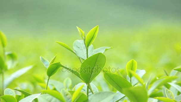 Свіже листя чаю вранці на полі чайної плантації — стокове відео