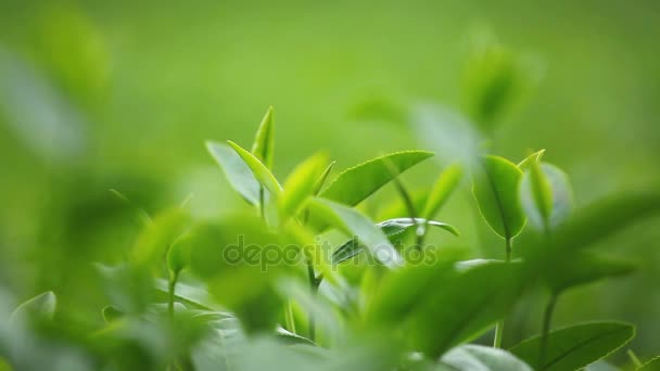 Fresh tea leaves in morning on tea plantation field — Stock Video