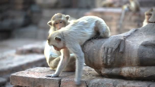 Groupe de singes en Thaïlande — Video