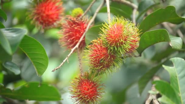 Granja de rambutan, frutas de rambutan en el árbol — Vídeo de stock