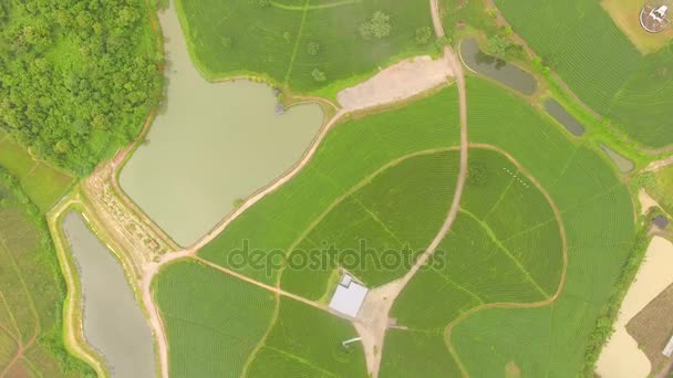 Luchtfoto van de thee plantage, schot van drone — Stockvideo