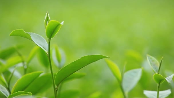 Folhas de chá fresco de manhã no campo de plantação de chá — Vídeo de Stock