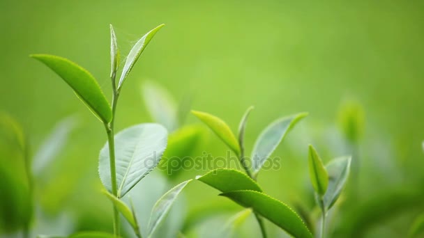 Fresh tea leaves in morning on tea plantation field — Stock Video