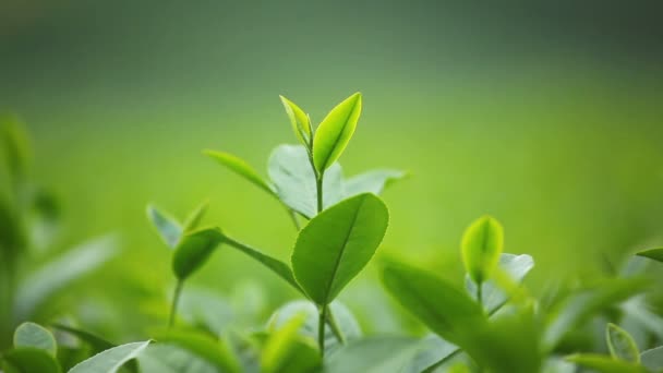 Fresh tea leaves in morning on tea plantation field — Stock Video