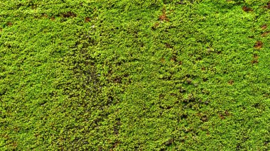 eski beton duvar yeşil yosun