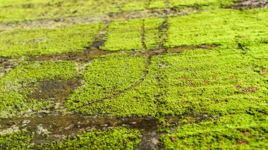 eski beton duvar yeşil yosun