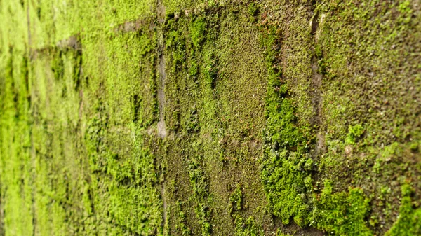 Musgo verde na parede de concreto velho — Fotografia de Stock