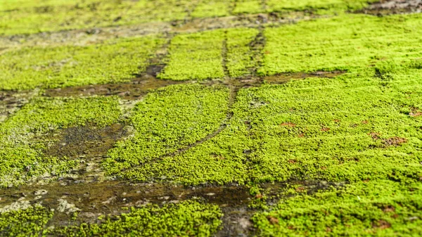 eski beton duvar yeşil yosun