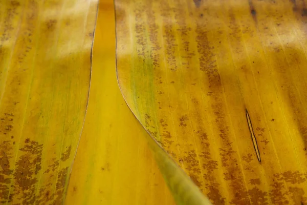 黄香蕉叶背景 — 图库照片