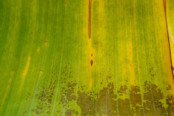 Groene en gele bananen blad achtergrond — Stockfoto