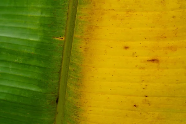 Verde e amarelo folha de banana fundo — Fotografia de Stock