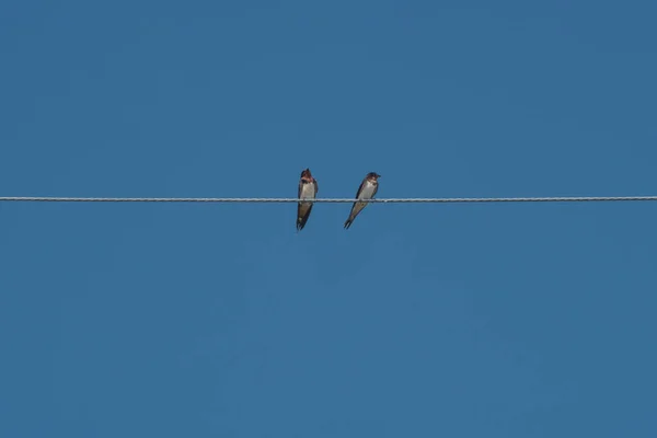 Aves en cable de línea de alimentación — Foto de Stock