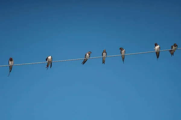 Aves em cabo de linha de alimentação — Fotografia de Stock