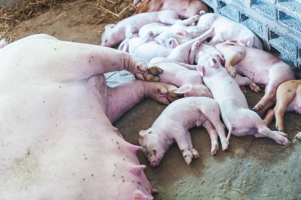 작은 돼지와 어머니가 농장에서 — 스톡 사진