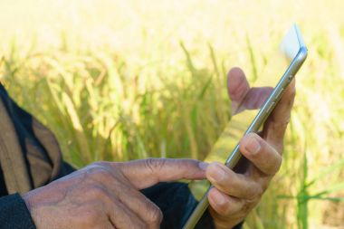 Çiftçi bir tablet ile bir pirinç alanda 