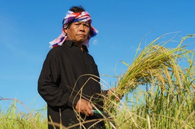 Pirinç tarlasında çalışan Asyalı çiftçi