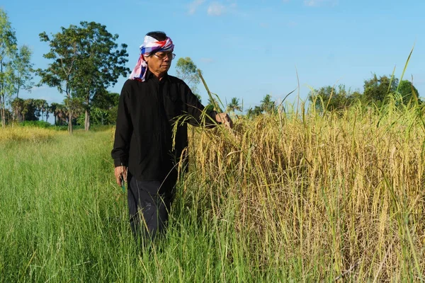 Asian farmer working in the rice field — Stock Photo, Image