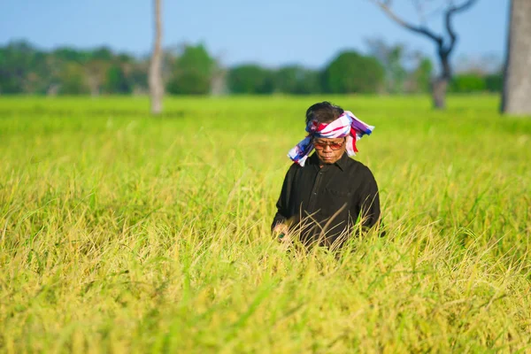 Asian farmer working in the rice field — Stock Photo, Image