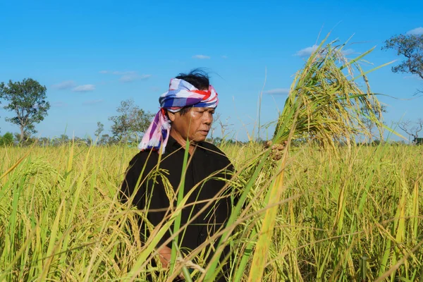 Asian farmer working in the rice field — Stock Photo, Image