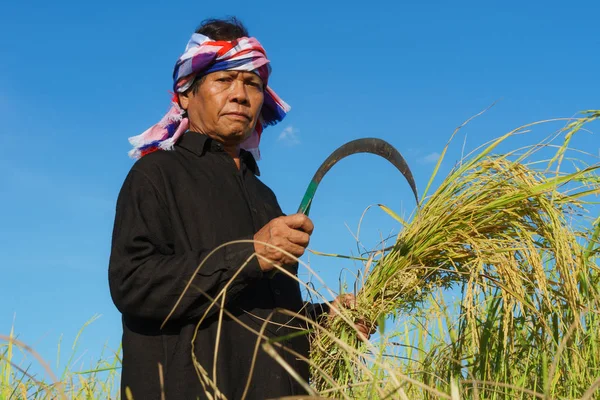 Ασιάτης αγρότης που εργάζεται στον τομέα του ρυζιού — Φωτογραφία Αρχείου