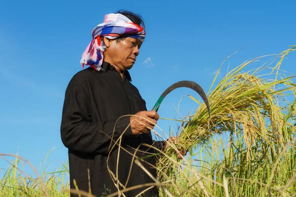 Asian farmer working in the rice field — Stock Photo, Image