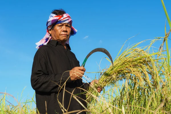 Agricultor asiático trabajando en el campo de arroz —  Fotos de Stock