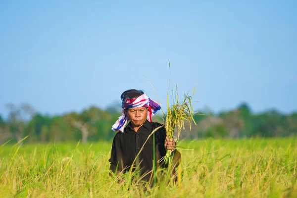 Pirinç tarlasında çalışan Asyalı çiftçi — Stok fotoğraf