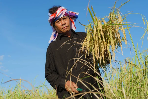 Asian farmer working in the rice field — Stock Photo, Image