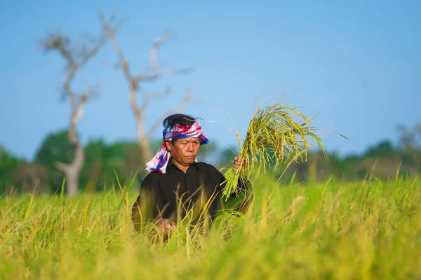 Asian farmer working in the rice field — Stock Photo, Image