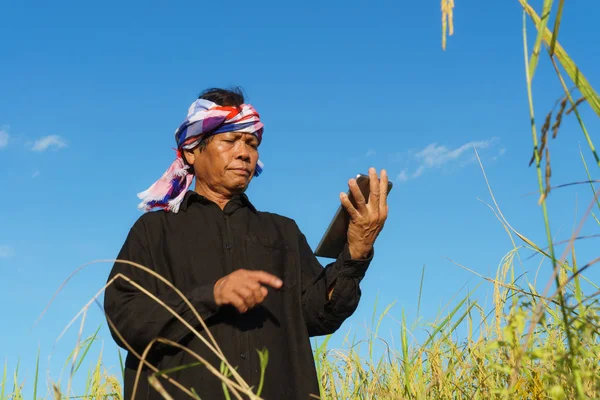 Starší zemědělce stojící v poli rýže s tabletem — Stock fotografie