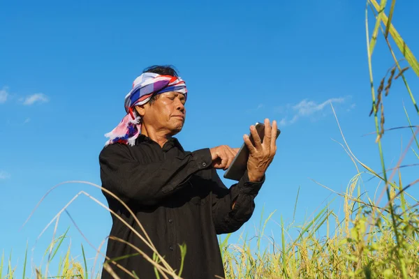 Granjero senior parado en un campo de arroz con una tableta —  Fotos de Stock