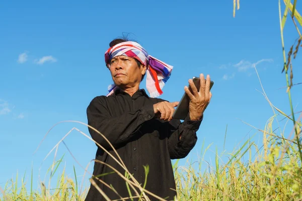 Senior farmer standing in a rice field with a tablet — Stock Photo, Image