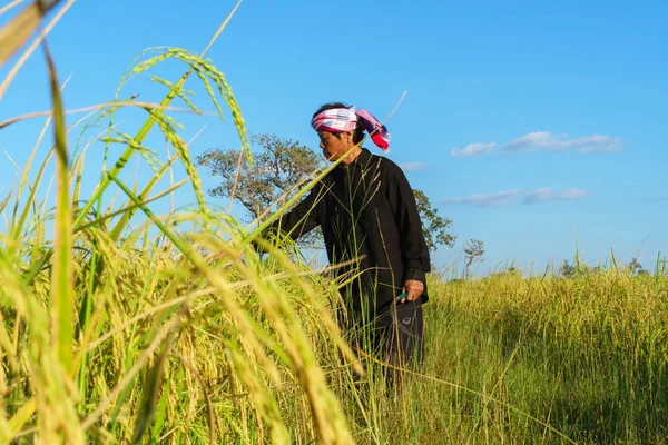 Asian farmer working in the rice field — Stock Photo, Image