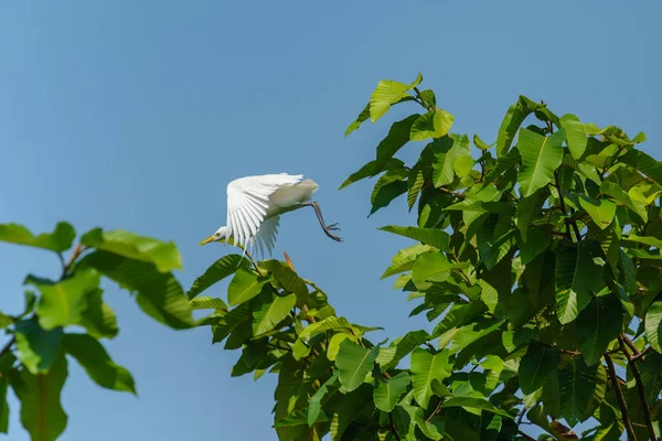 Garceta blanca sobre árbol verde — Foto de Stock