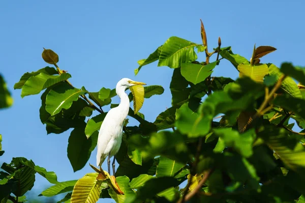 緑の木に白い白鷺 — ストック写真