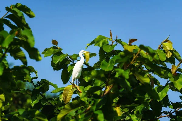 Zilverreiger op groene boom — Stockfoto