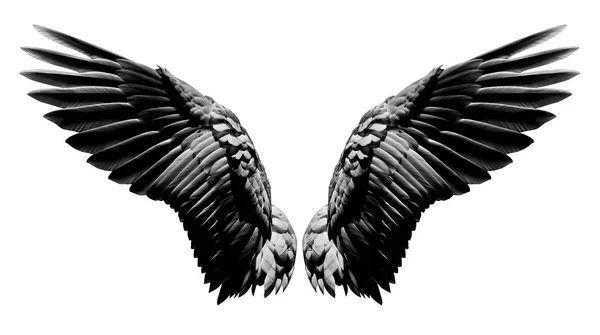 Alas de ángel, plumaje de ala negra natural aislado sobre fondo blanco — Foto de Stock