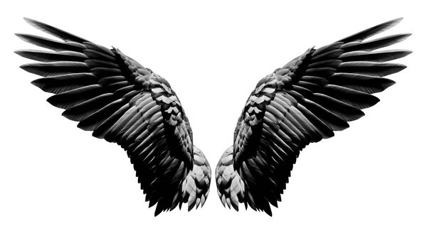 Angel wings, Natural black wing plumage isolated on white backgr