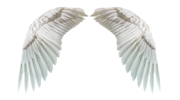 Angel wings, Natural white wing plumage isolated on white backgr — Stock Photo, Image