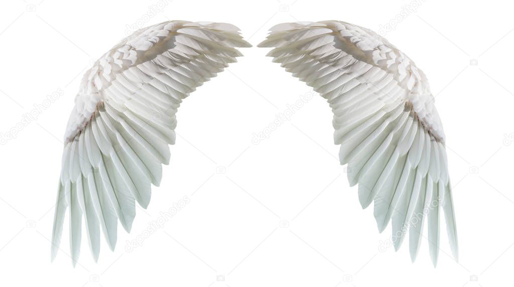 Angel wings, Natural white wing plumage isolated on white backgr