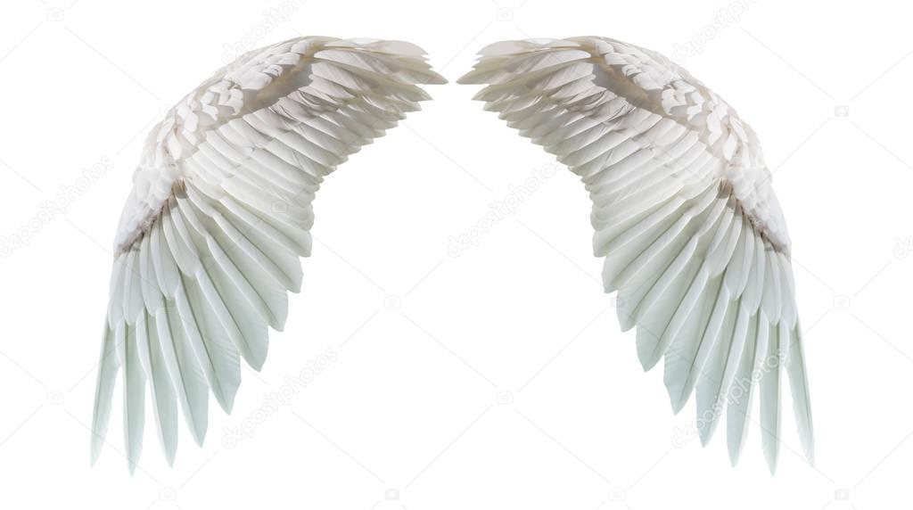 Angel wings, Natural white wing plumage isolated on white backgr