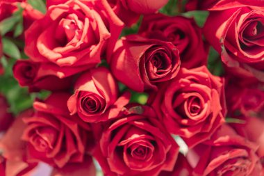 Güzel doğal kırmızı gül arka plan 