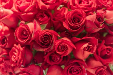 Güzel doğal kırmızı gül arka plan 