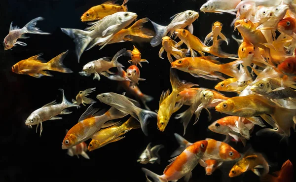 Peixe em um aquário em um fundo preto — Fotografia de Stock
