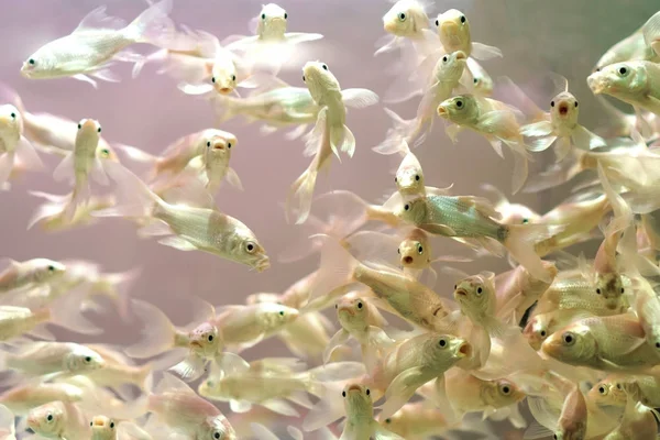 Poisson dans un aquarium sur fond blanc — Photo